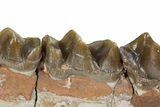 Sub-Adult Running Rhino (Hyracodon) Jaw Section - South Dakota #355977-2